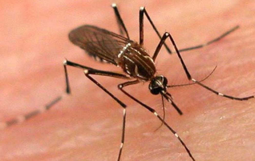 VIC DANA: Razlika  između komarca i muža