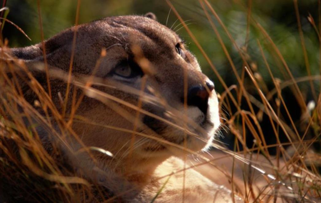 FOTOGRAFIJA DANA: Puma
