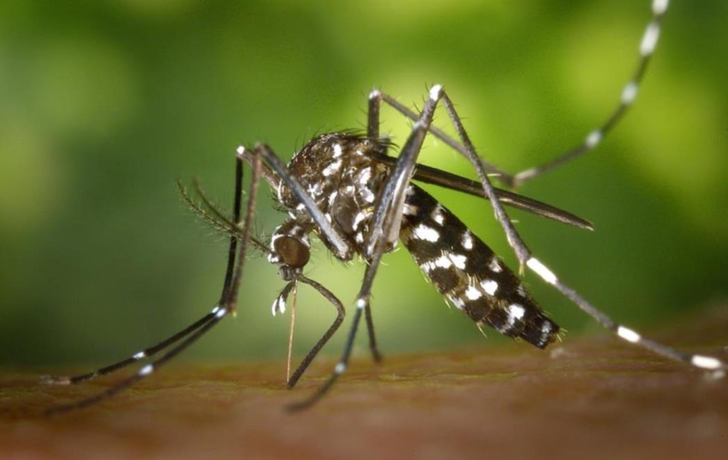 ZIKA VIRUS U HRVATSKOJ: Potvrđen prvi slučaj infekcije kod žene koja se vratila iz Brazila
