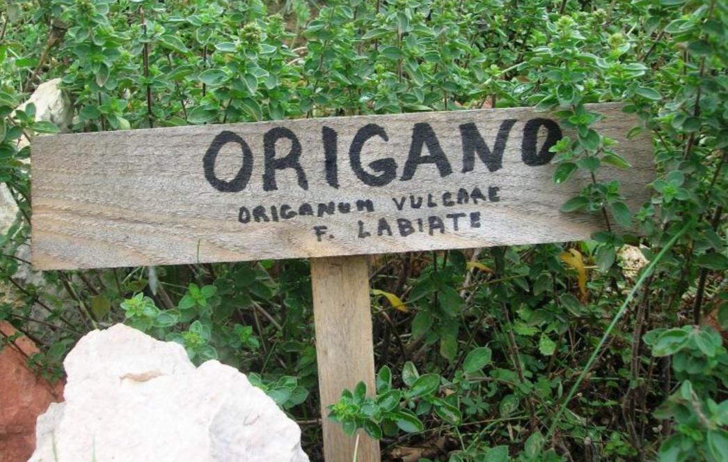 Origano je nepresušan izvor antioksidansa