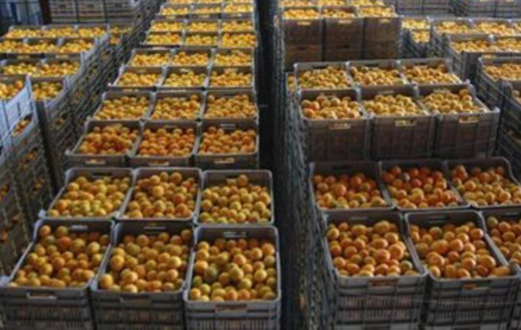 JE LI OVO KRAJ MANDARINE U DOLINI NERETVE? Voćari očajni i optužuju otkupljivače!