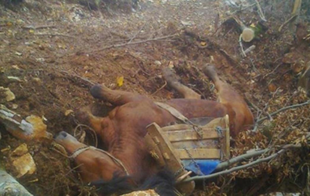 VLASNIK IZMUČENIH ŽIVOTINJA: 'Konj je pao, pa šta? 