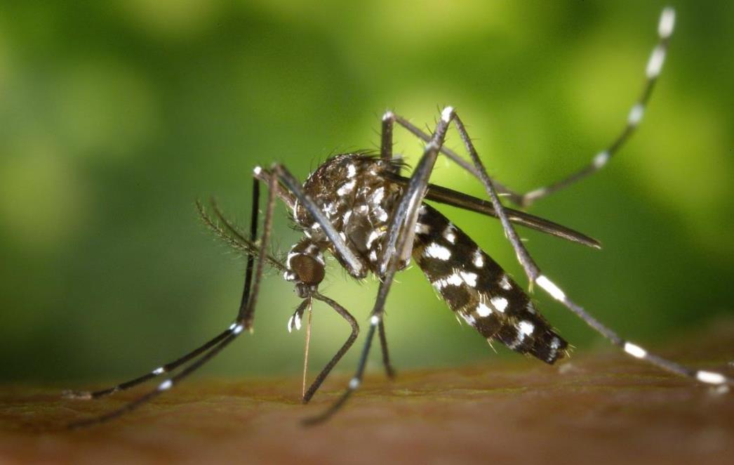 SANITAT PROVODI ALDULTICIDNU DEZINSEKCIJU: Ovo je raspored zamagljivanja