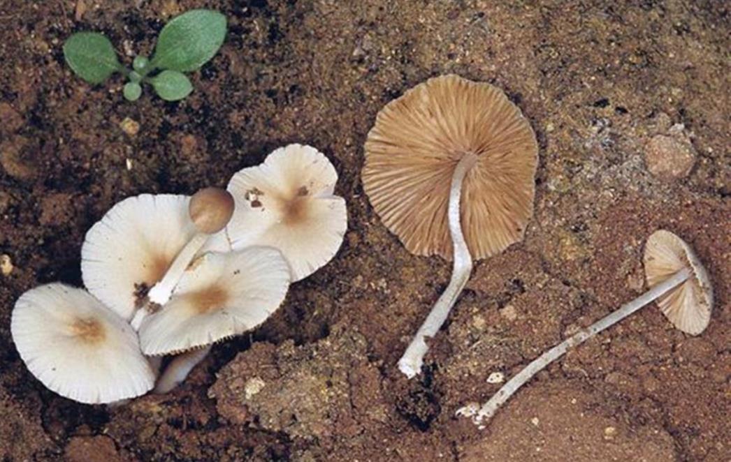 Čarobnim gljivama protiv depresije