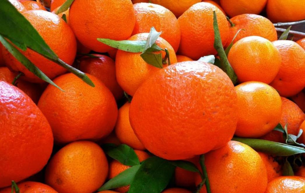 Veliki planovi s neretvanskim mandarinama za  pokoravanje svjetskog tržišta