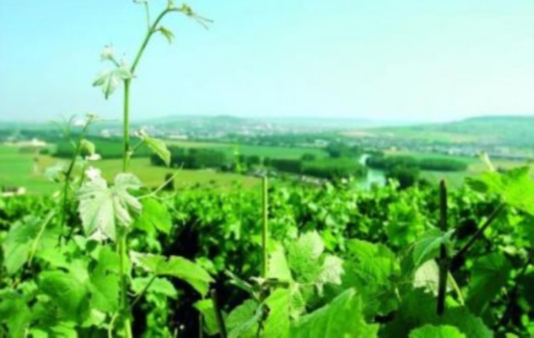 Dobročiniteljska Vlada: Sinovi ipak mogu pomagati u berbi 