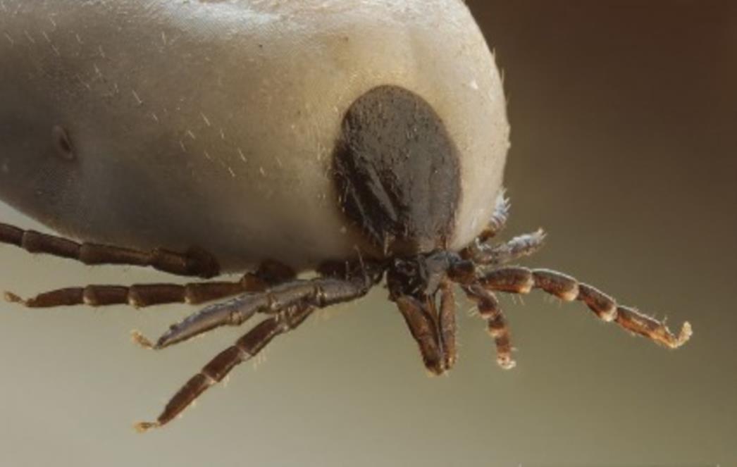 Oprez: Ugriz krpelja može vas pretvoriti u vegeterijanca