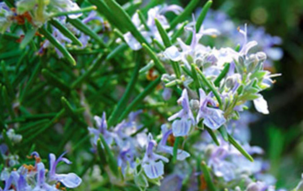 Zdravstvene dobrobiti ružmarina: Koristite ga gdje god stignete!