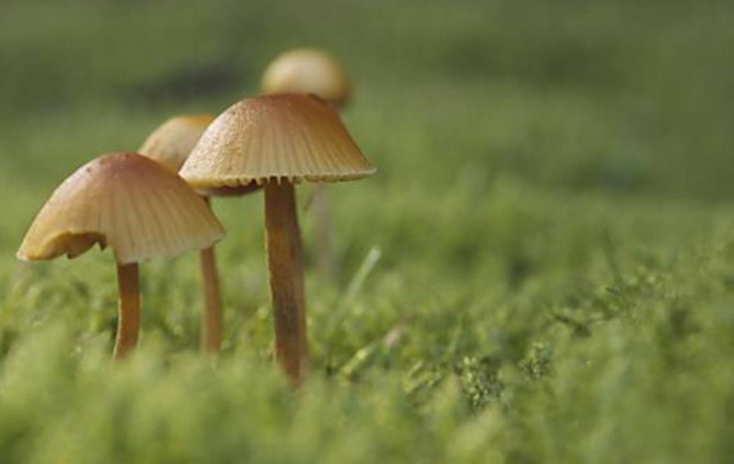 Gljive bi mogle doprinijeti liječenju psihičkih bolesti