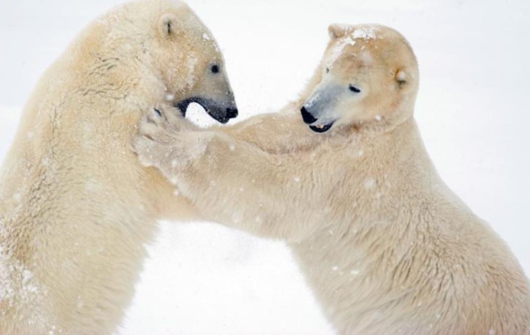 FOTOGRAFIJA DANA: Mužjaci polarnog medvjeda u akciji