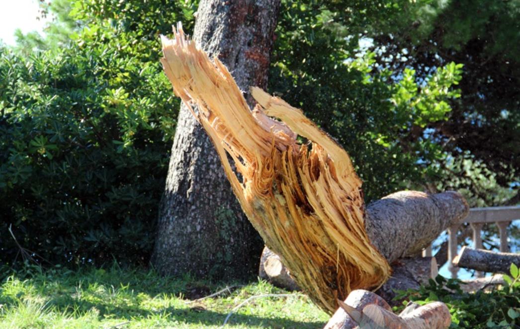 POSLJEDICE NEVREMENA U DUBROVNIKU: Bor se srušio na Kino Slavica (FOTOGALERIJA)