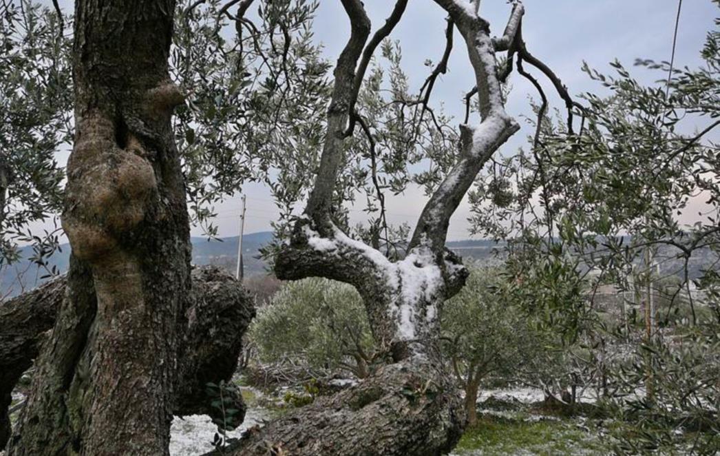 Zabijelile se Konavle, Dubrovačko primorje i Osojnik, susnježica na Pelješcu (FOTO)