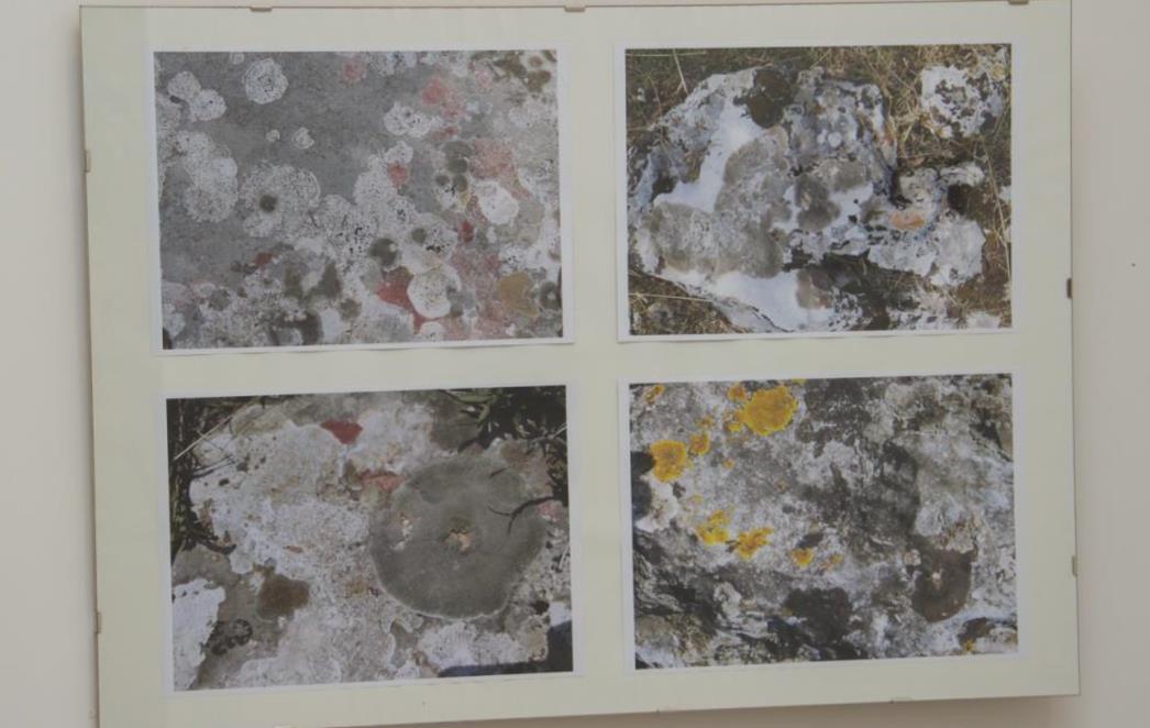 Otvorena izložba fotografija lišajeva supružnika Kočan