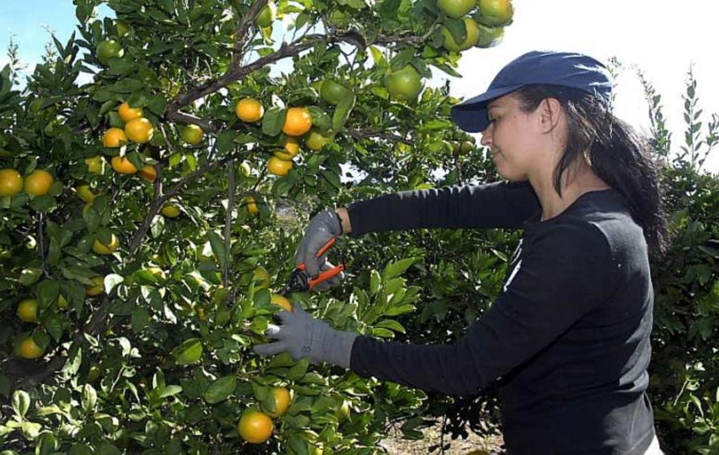 Europska komisija osigurala 32 milijuna kuna za mandarine koje budu donirane
