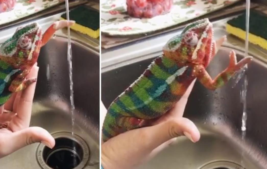 Najslađi kameleon na Instagramu: Pokazat će vam čak i kako ovih dana prati ruke (VIDEO)