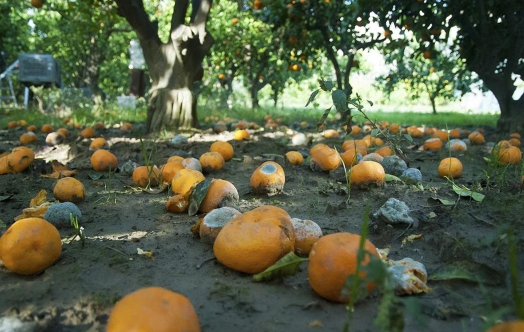 Posljedice sankcija: Istrunut će 5.000 tona mandarina