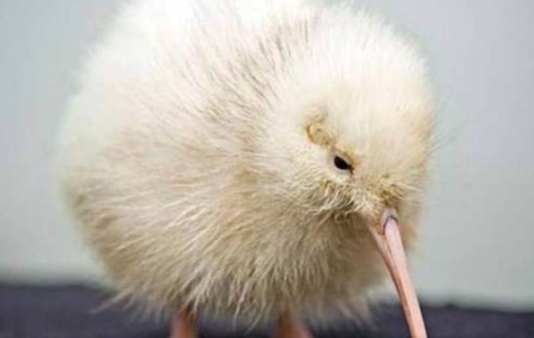 Prvi puta ikada u zatočeništvu na svijet došao potpuno bijeli kiwi