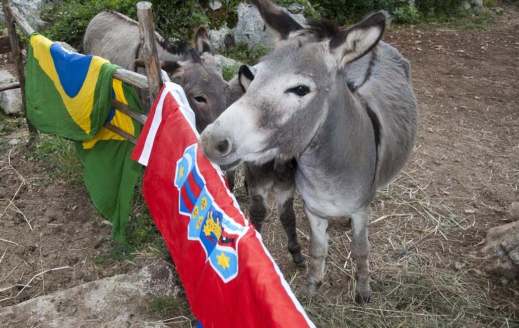 Ako može Jutarnji, zašto ne bi mogao magarac Paco iz Neuma 