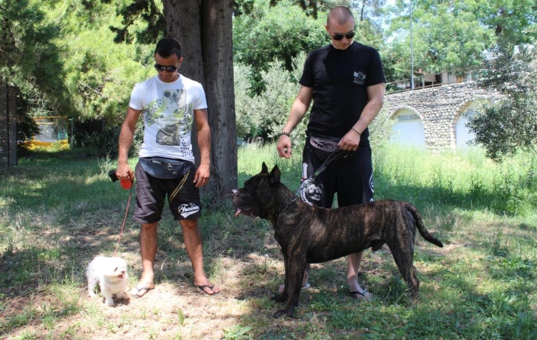KAKO DRUGI MOGU, A MI NE MOŽEMO: Zašto Dubrovnik još uvijek nema plažu za pse? 