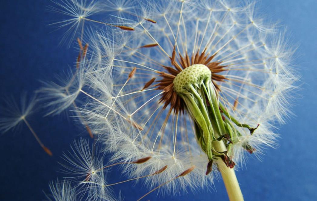 CVJETNI HOROSKOP: Po datumu rođenja otkrijte koja biljka vam pripada!