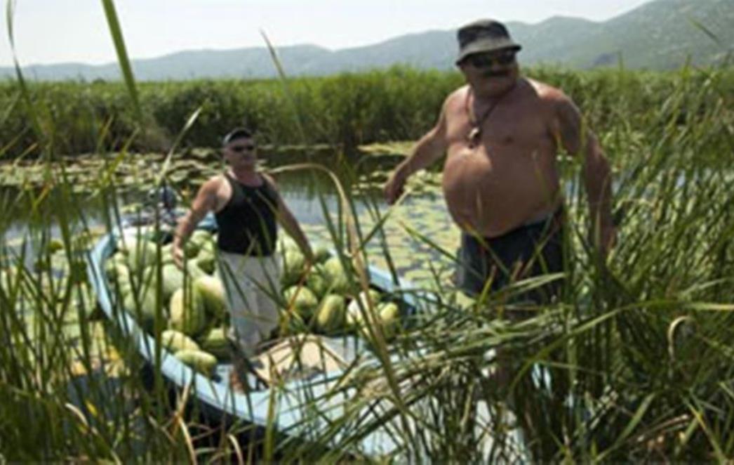 Neretvanske lubenice apsolutni hit: Nema GMO-a, a dinje  su čisti afrodizijak! 