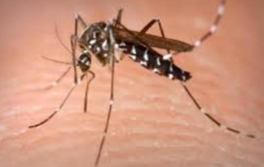Muče vas ugrizi kukaca i insekata? Evo kako tretirat ugrize na prirodan način