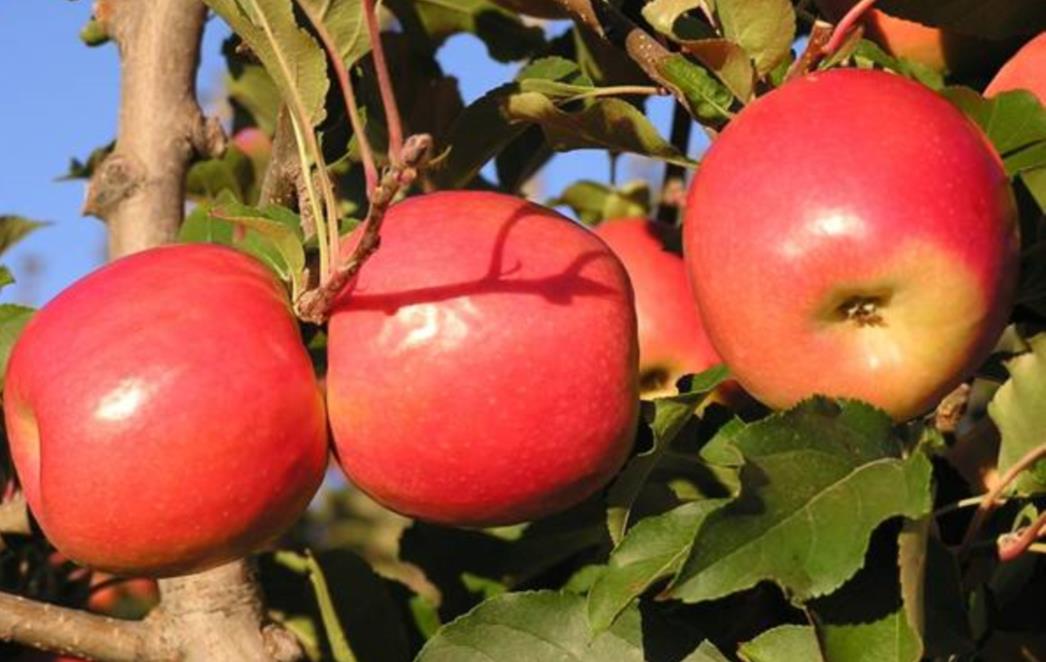 Kakve jabuke jedemo i trebamo li ih guliti prije konzumacije?