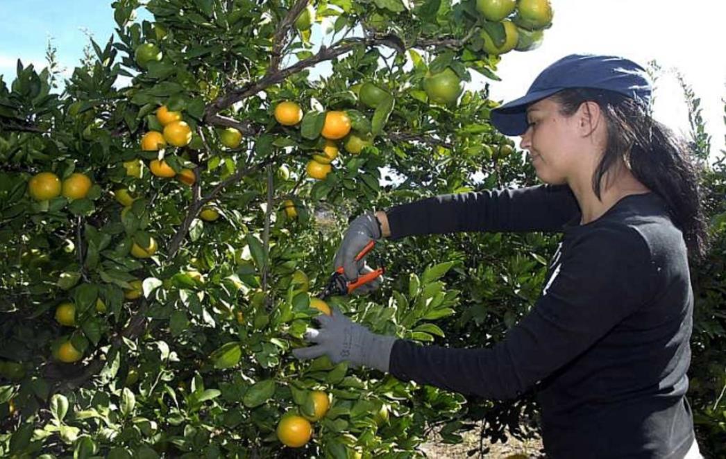 POBUNA U DOLINI NERETVE: Stipe Božić nam može iznositi mandarine, preskočit preko ograde i spustit se u plantažu!