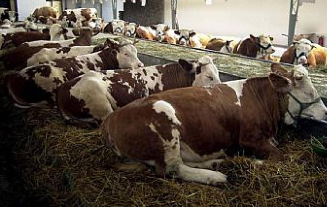 KAKO VLADA VLADA: Uvoz svinjetine skočio 300 posto, mlijeka 175 i jaja čak 524 posto!