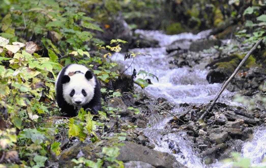 FOTOGRAFIJA DANA: Malena panda