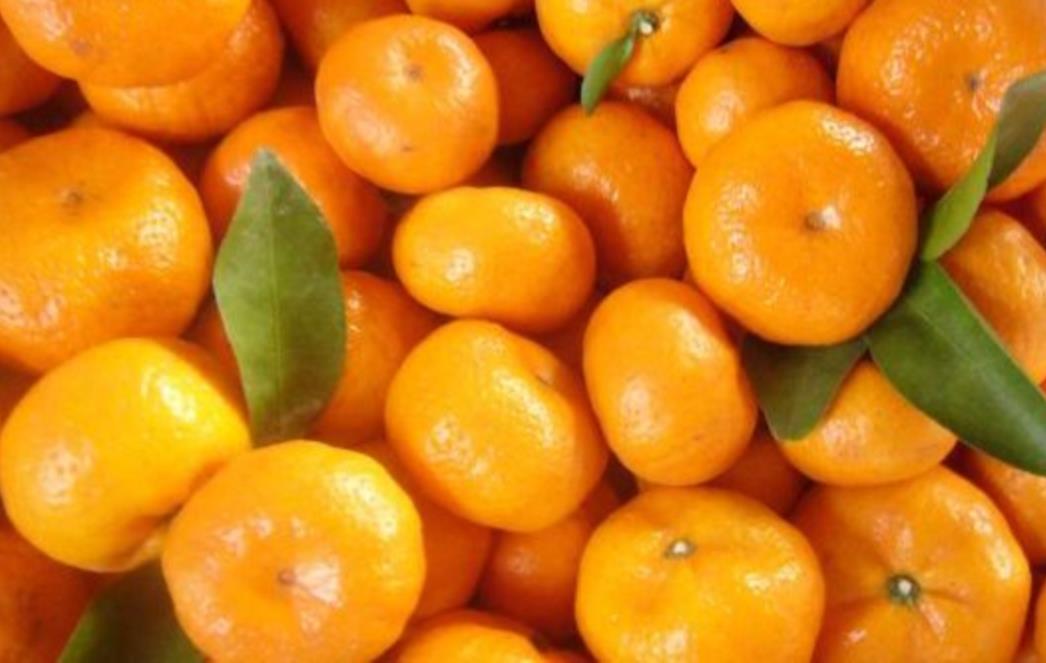 OVO JE SPAS ZA DOLINU NERETVE: Mandarine na vaš kućni prag za samo tri kune!