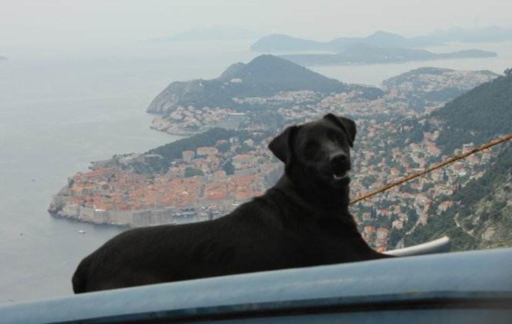 VLAHUŠIĆ S PREDSTAVNICIMA  DRUŠTVA ZA ZAŠTITU ŽIVOTINJA: Evo koliko ide za pse na Žarkovici iz proračuna!