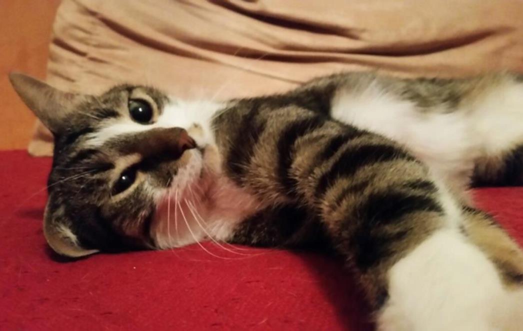 NJIHOVO VELIČANSTVO MAČKE Pet načina na koje nas čine zdravijima