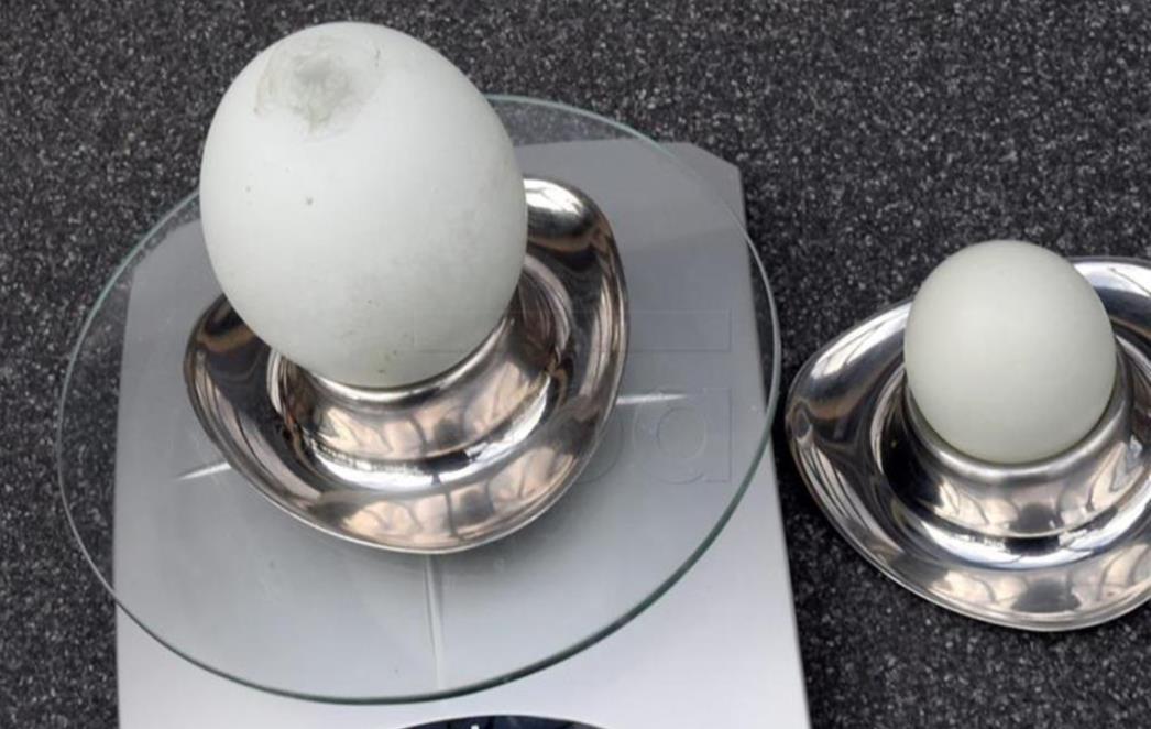 Slovenci brendirali ljekovita jaja koja koče razvoj Alzheimerove bolesti