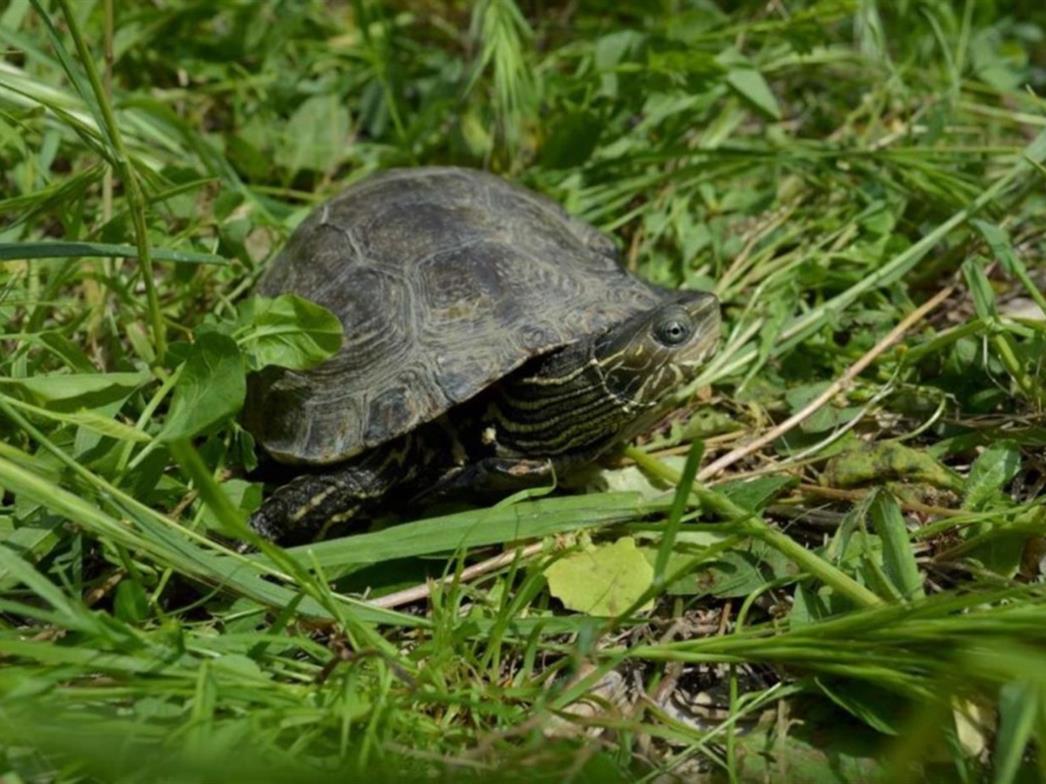 Lokve u Majkovima proglašene prvim herpetološkim rezervatom u Hrvatskoj