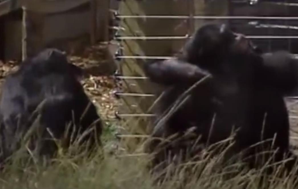  Čimpanze nakon 40 godina eksperimentiranja puštene na slobodu: Reakcija je bila nevjerojatna (VIDEO) 