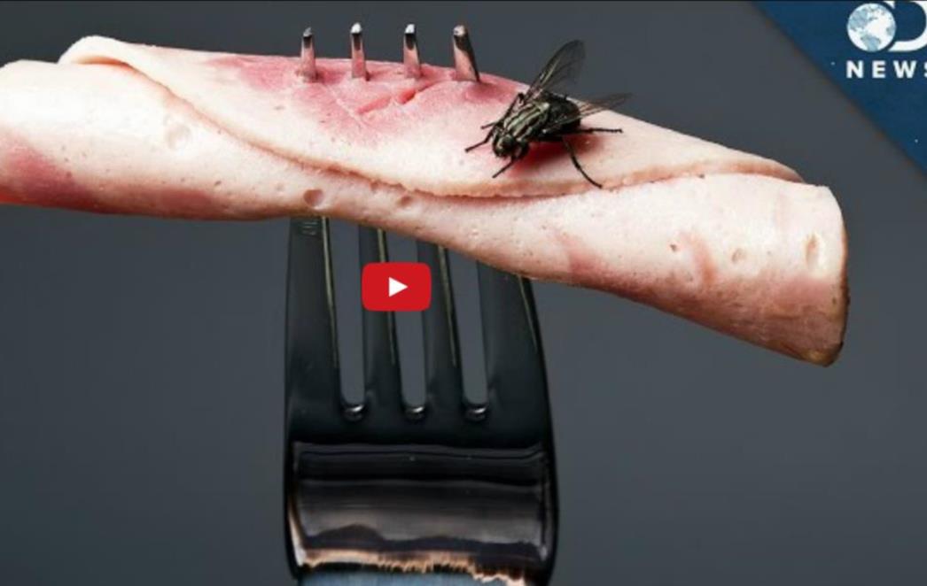 NAPOKON ODGOVOR: Trebate li se zabrinuti kada vam na hranu sleti muha? (VIDEO)