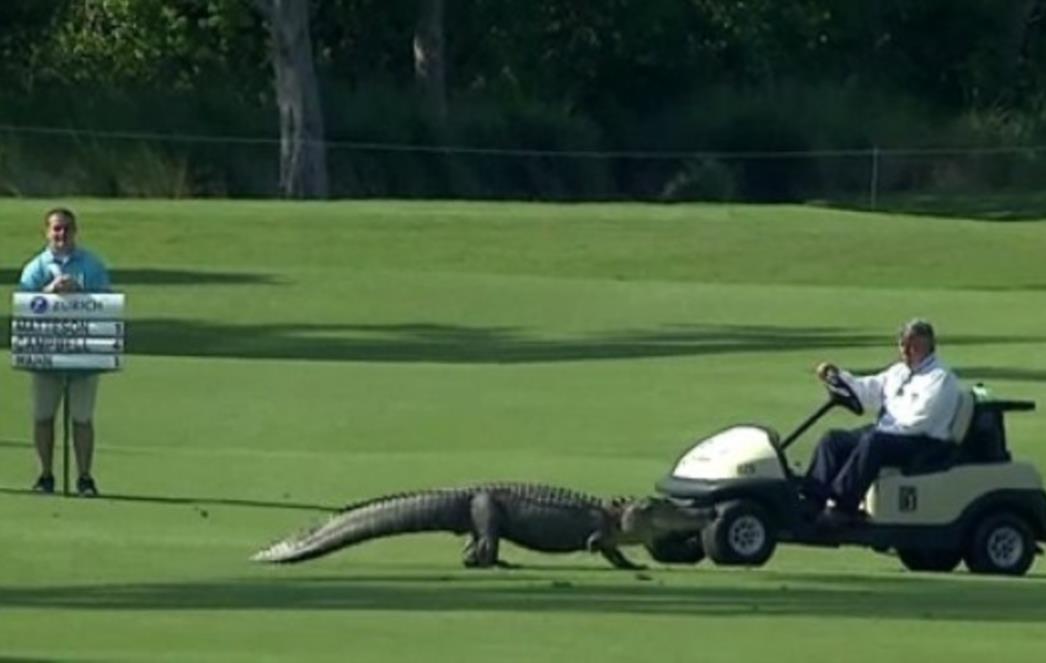 Golferi na turniru u New Orleansu za publiku imali – aligatore!