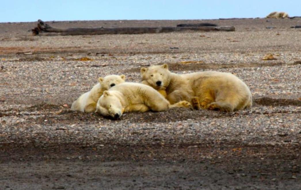 FOTOGRAFIJA DANA: Polarna medvjedica i mladunci drijemaju
