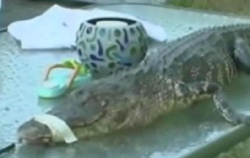 Dječak s pecanja kući donio dvometarskog aligatora