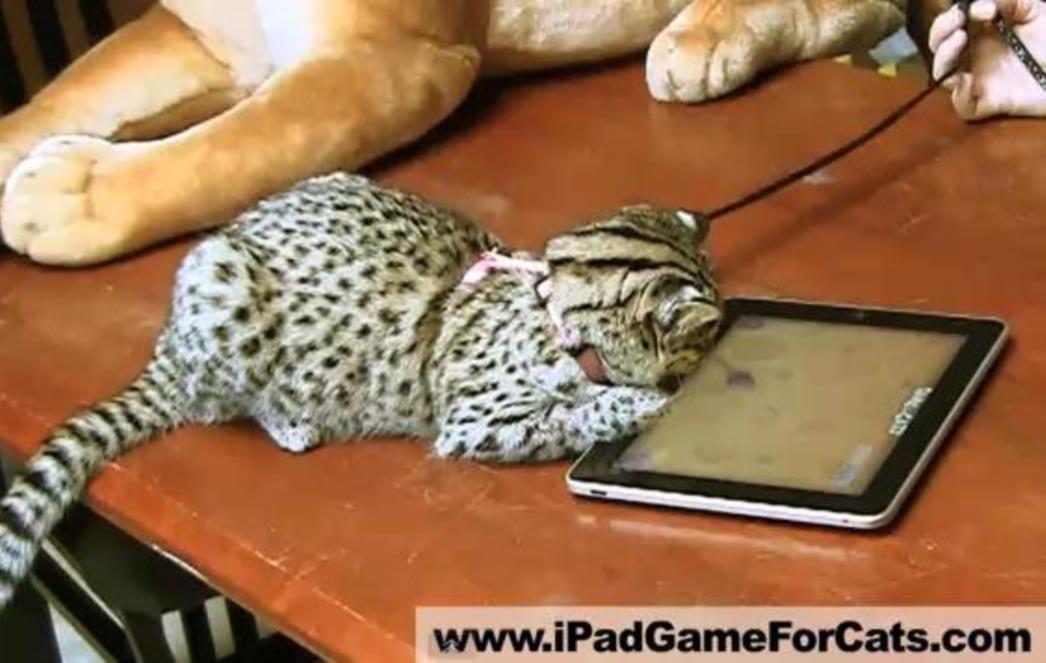 Nova iPad aplikacija rezervirana je za - mačke