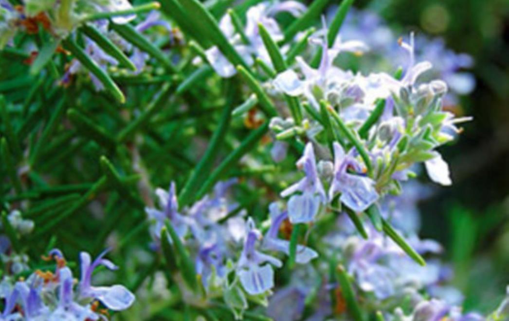 Uz miris ružmarina bolje pamtimo!