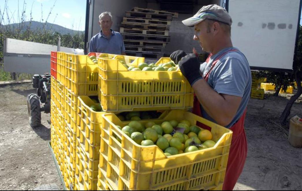 Neretvanske mandarine štiti nuklearna tehnologija