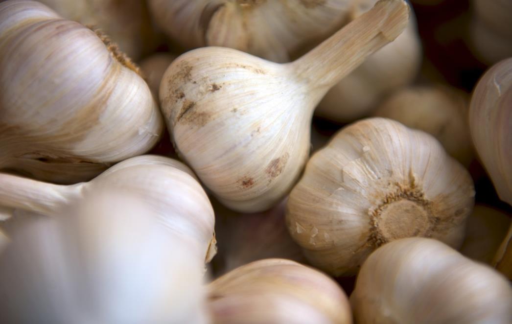 JAČI  OD ANTIBIOTIKA Pojedete li češnjak na prazan želudac, zapravo ste si učinili OVO!