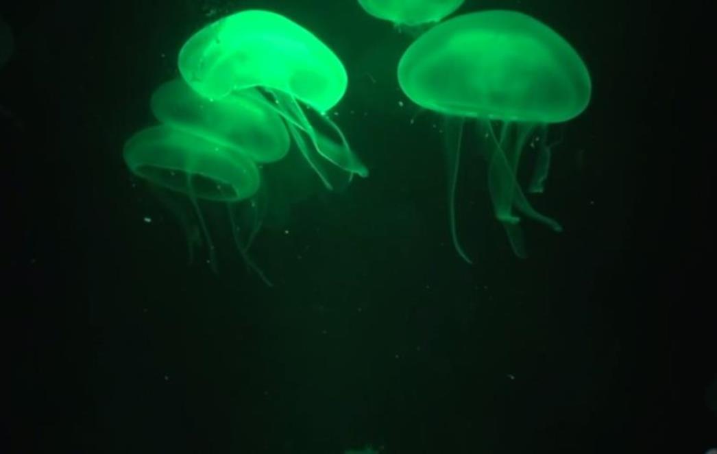 Ribari i djelatnici u turizmu    zabrinuti zbog invazije meduza na Jadranu