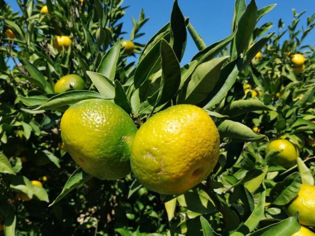 NA JUGU IH IMA U IZOBILJU Evo za što su sve dobre mandarine