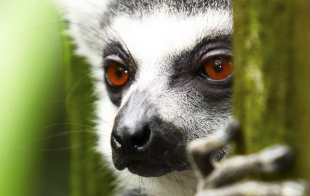 FOTOGRAFIJA DANA: Lemur
