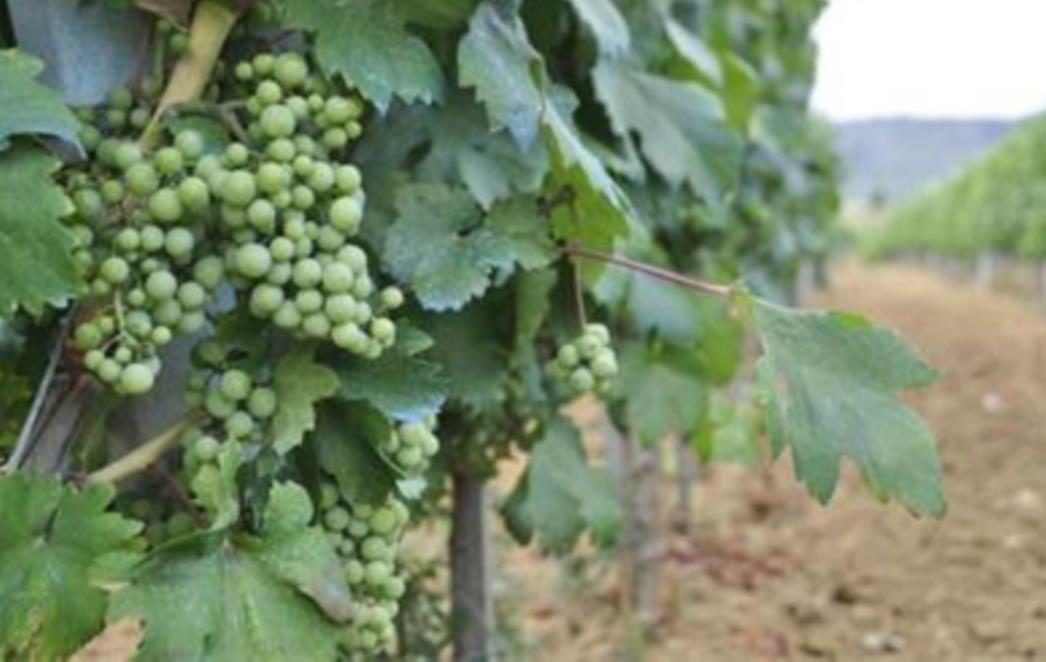 Ne propustite 'Trganje' -  obilježavanje početka berbe grožđa u Konavlima