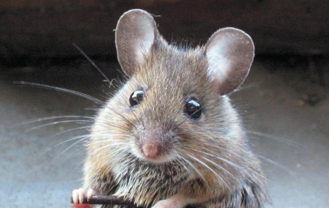 Stručnjaci: Slijedi epidemija mišje groznice