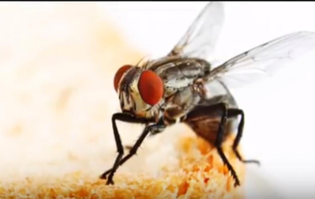 GNJAVE  VAS  DOSADNE  MUHE?  Šire  zarazu  i  prenose   bakterije.  Evo  kako  ih  se   riješiti  na  prirodan  način